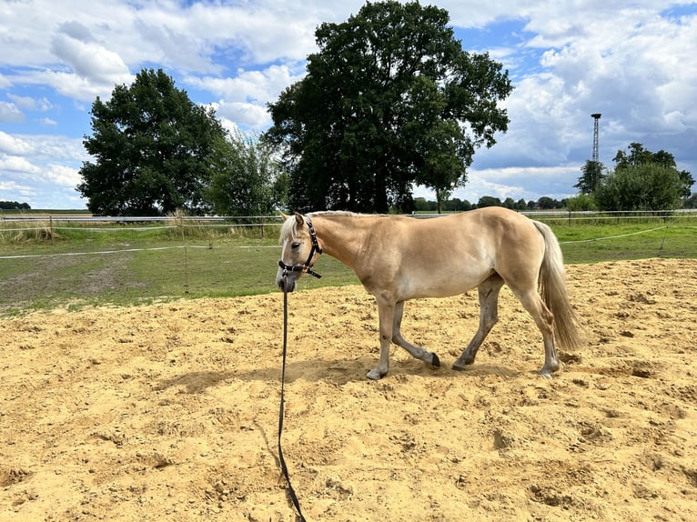 Haflinger / Avelignese Giumenta 3 Anni in Bremerhaven