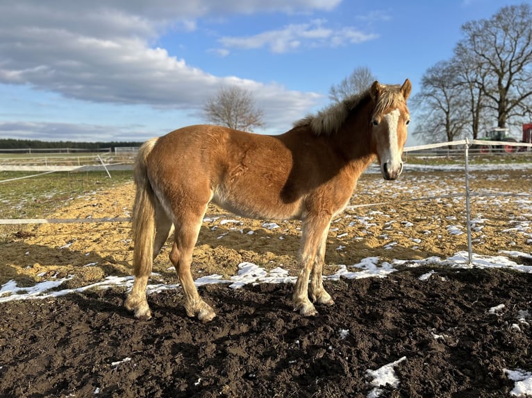 Haflinger / Avelignese Giumenta 3 Anni in Bremerhaven