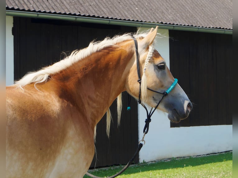 Haflinger / Avelignese Giumenta 3 Anni Falbo in Gerersdorf bei Güssing