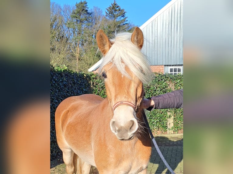 Haflinger / Avelignese Giumenta 3 Anni Sauro in Winterswijk Henxel