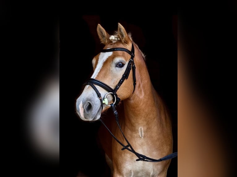 Haflinger / Avelignese Giumenta 4 Anni 145 cm Palomino in Karlsbad