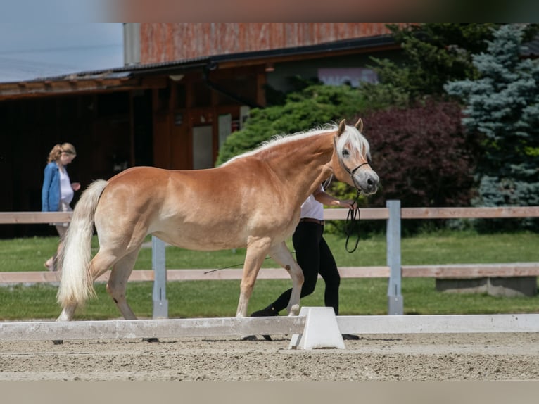 Haflinger / Avelignese Giumenta 4 Anni 147 cm Sauro scuro in Tuhan