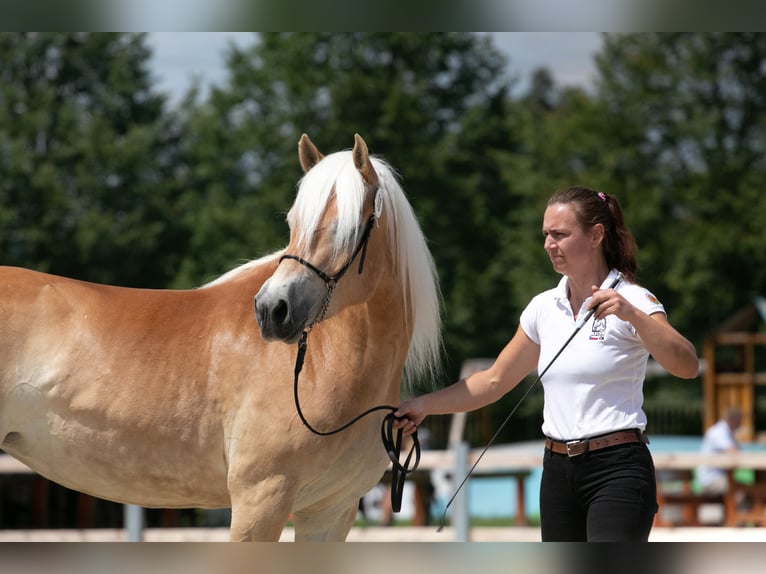 Haflinger / Avelignese Giumenta 4 Anni 147 cm Sauro scuro in Tuhan