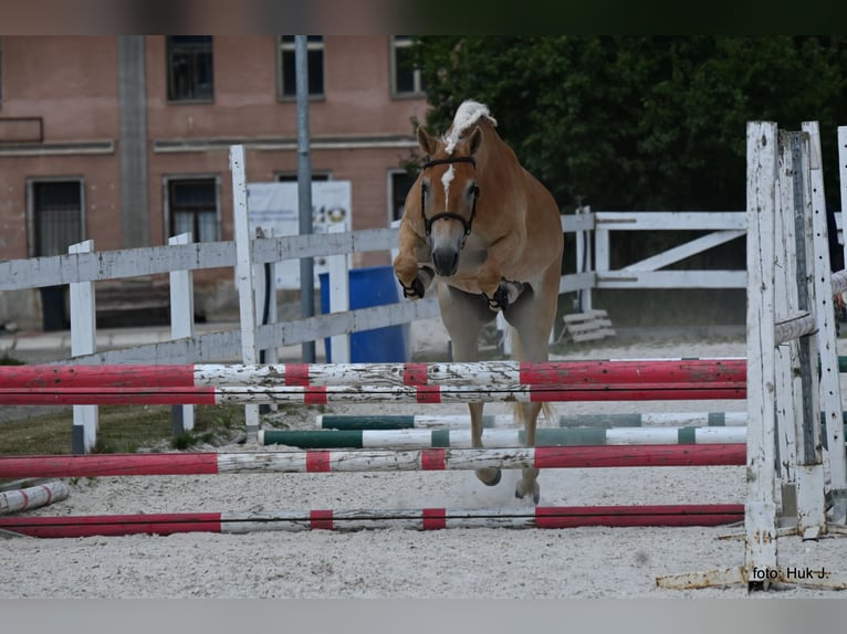 Haflinger / Avelignese Giumenta 4 Anni 147 cm Sauro scuro in Tuhan