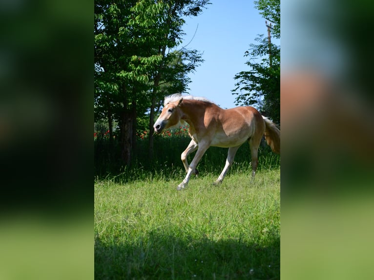 Haflinger / Avelignese Giumenta 4 Anni 148 cm Sauro in Wallersdorf