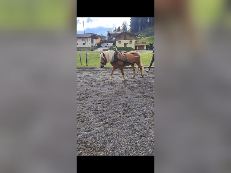 Haflinger / Avelignese Giumenta 4 Anni 149 cm Sauro in Grossarl