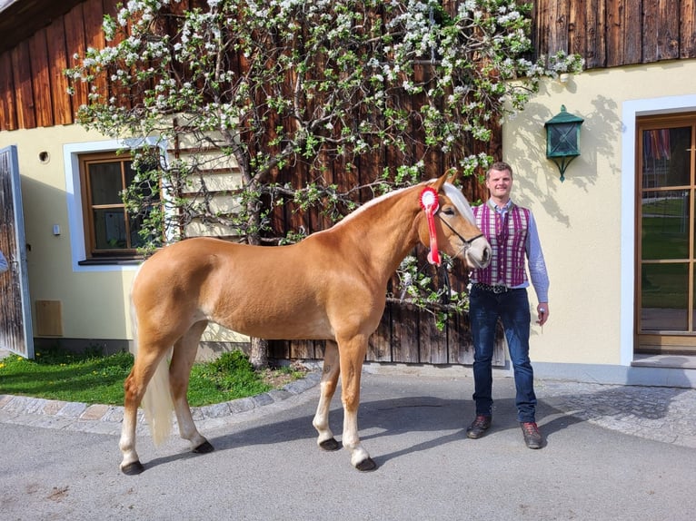 Haflinger / Avelignese Giumenta 4 Anni 149 cm Sauro in Grossarl