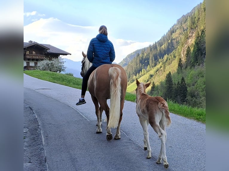 Haflinger / Avelignese Giumenta 4 Anni 149 cm Sauro in Grossarl