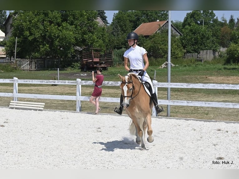 Haflinger / Avelignese Giumenta 4 Anni 149 cm Sauro scuro in Tuhan