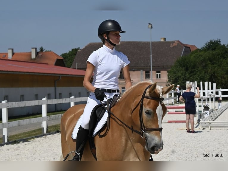 Haflinger / Avelignese Giumenta 4 Anni 149 cm Sauro scuro in Tuhan