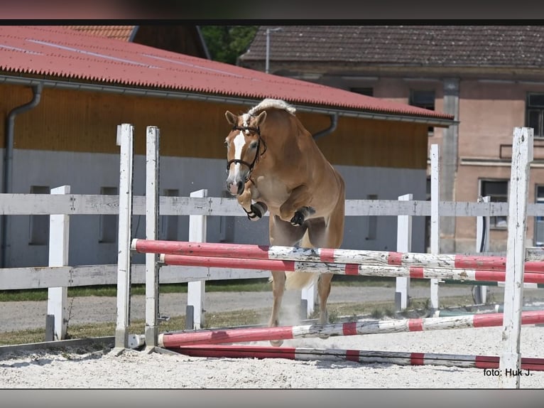 Haflinger / Avelignese Giumenta 4 Anni 149 cm Sauro scuro in Tuhan