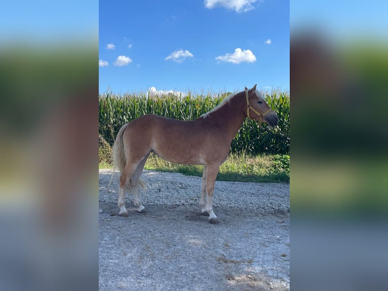 Haflinger / Avelignese Giumenta 4 Anni 150 cm Sauro in Caravaggio