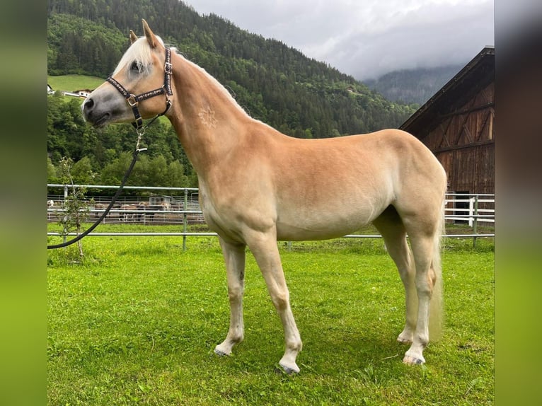 Haflinger / Avelignese Giumenta 4 Anni 152 cm in Sankt Leonhard in Passeier