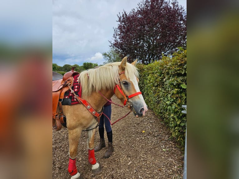 Haflinger / Avelignese Giumenta 4 Anni 152 cm Sauro in Linkenbach