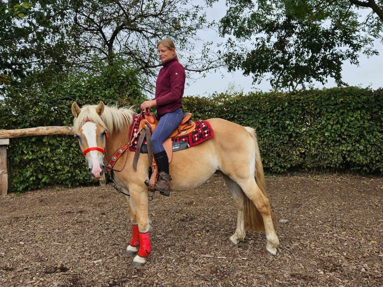 Haflinger / Avelignese Giumenta 4 Anni 152 cm Sauro in Linkenbach