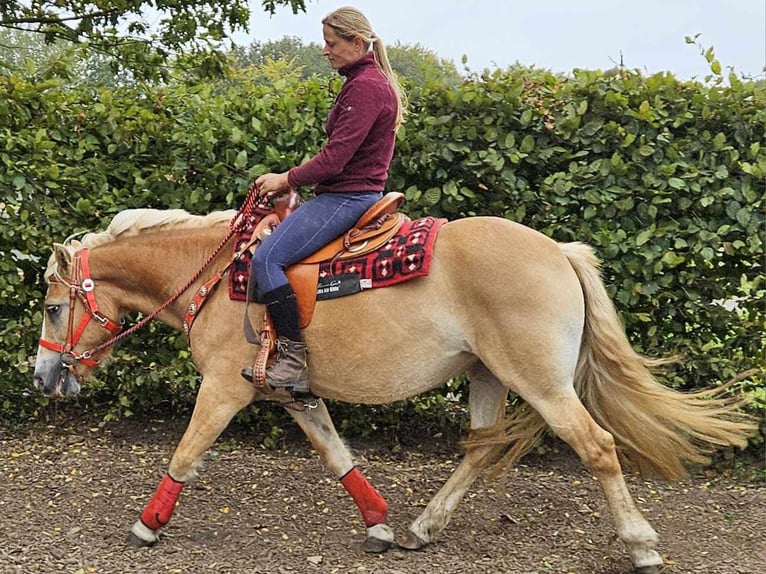 Haflinger / Avelignese Giumenta 4 Anni 152 cm Sauro in Linkenbach