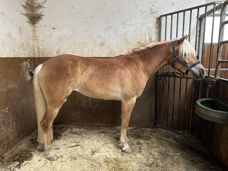 Haflinger / Avelignese Giumenta 4 Anni 153 cm in Jenesien