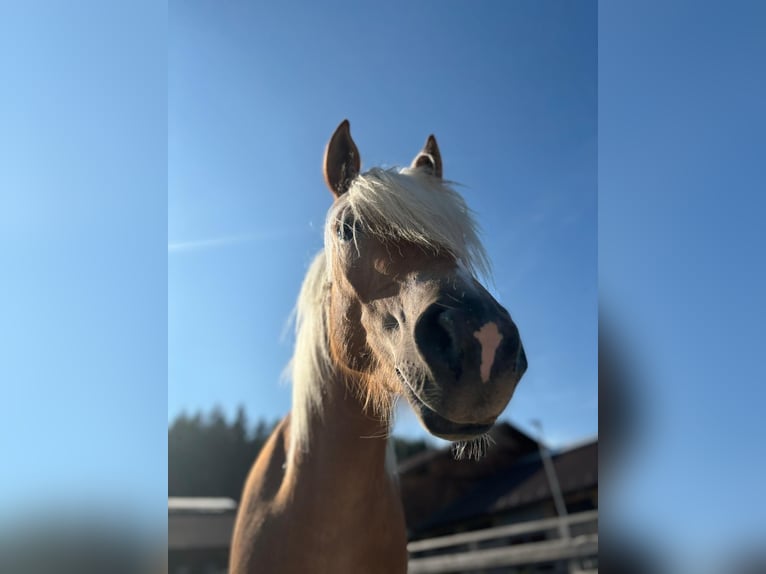 Haflinger / Avelignese Giumenta 4 Anni 153 cm in Jenesien