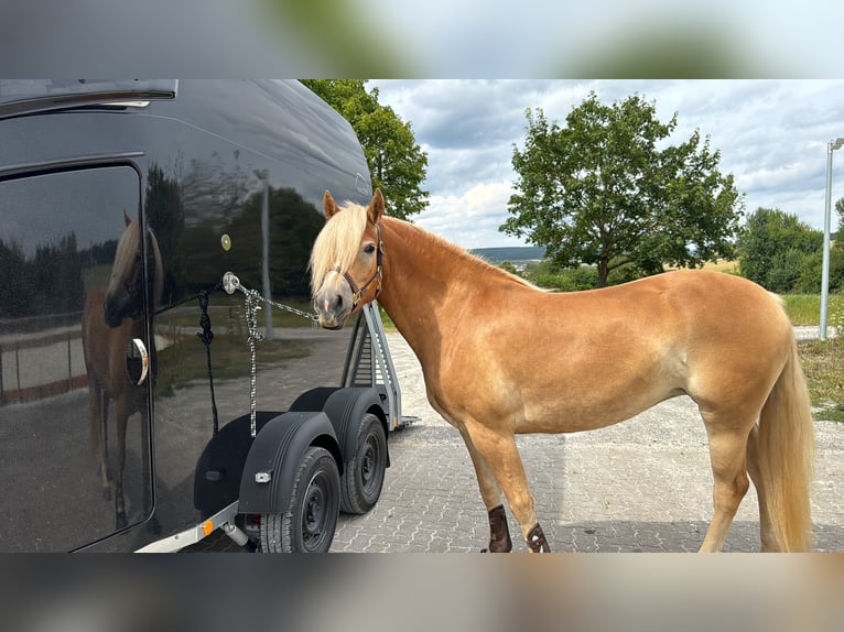 Haflinger / Avelignese Giumenta 4 Anni 155 cm Baio chiaro in Rhönblick