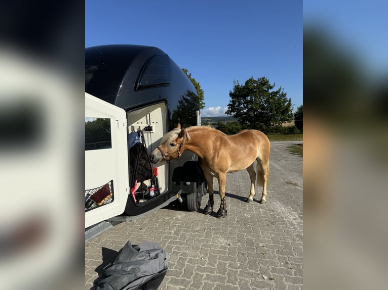 Haflinger / Avelignese Giumenta 4 Anni 155 cm Baio chiaro in Rhönblick