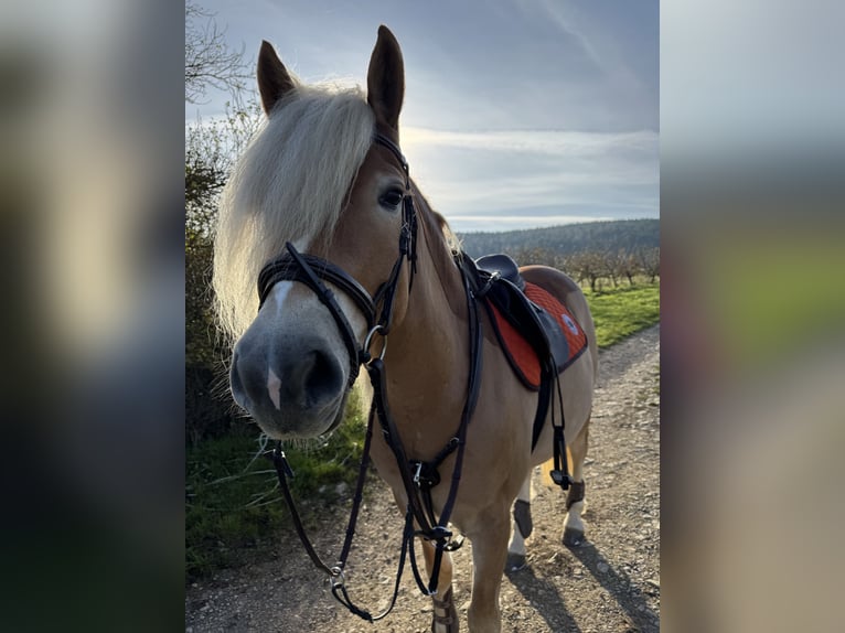 Haflinger / Avelignese Giumenta 4 Anni 155 cm Baio chiaro in Rhönblick