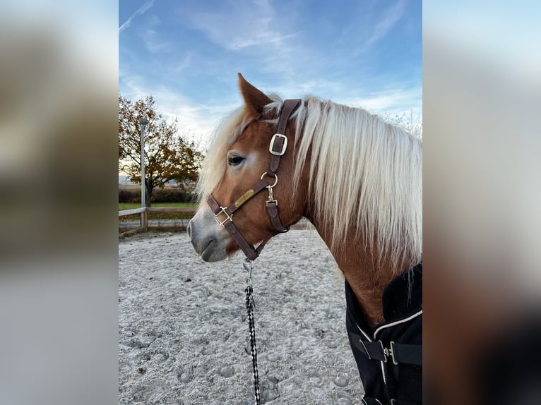 Haflinger / Avelignese Giumenta 4 Anni 155 cm Baio chiaro in Rhönblick