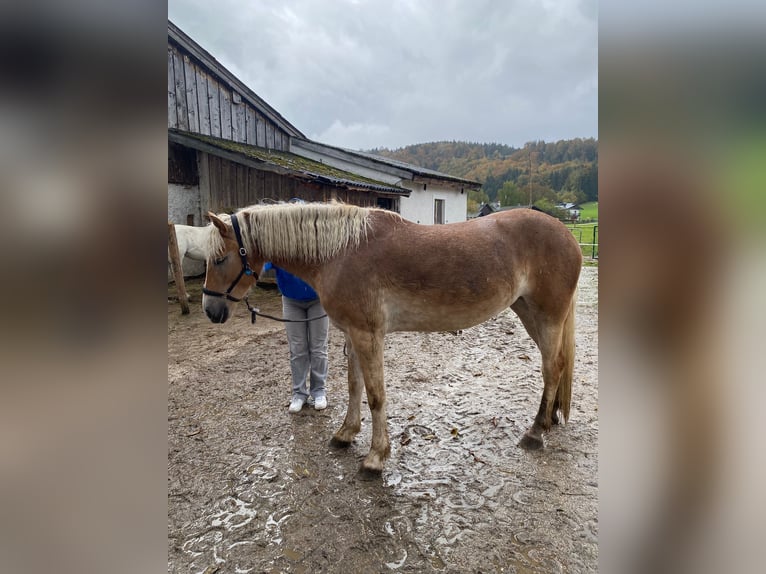 Haflinger / Avelignese Giumenta 4 Anni 160 cm Baio chiaro in Großgmain