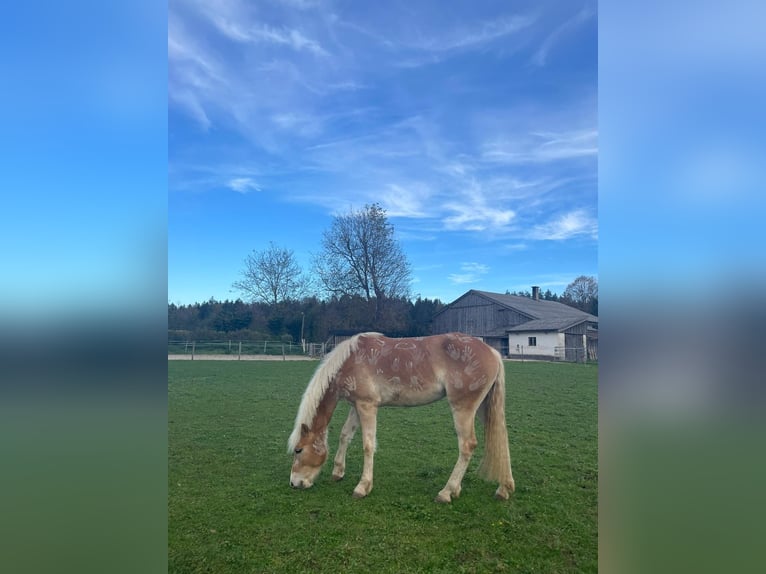 Haflinger / Avelignese Giumenta 4 Anni 160 cm Baio chiaro in Großgmain