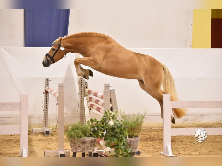 Haflinger / Avelignese Giumenta 5 Anni 145 cm Palomino in Karlsbad