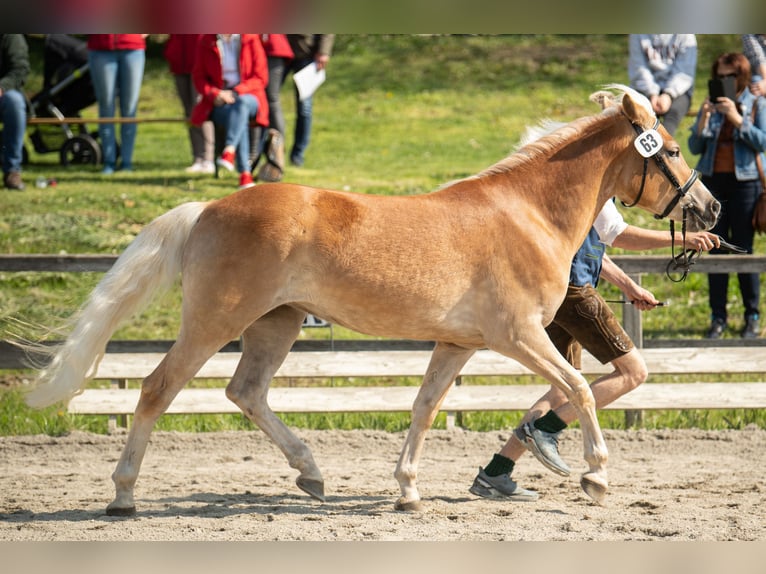 Haflinger / Avelignese Giumenta 5 Anni 147 cm Sauro in Leutschach