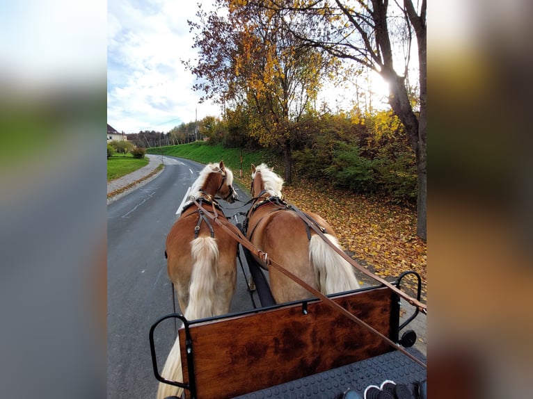 Haflinger / Avelignese Giumenta 5 Anni 147 cm Sauro in Leutschach