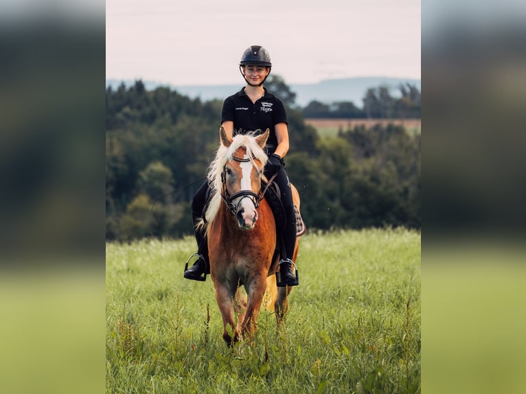 Haflinger / Avelignese Giumenta 5 Anni 148 cm Sauro in Iggingen