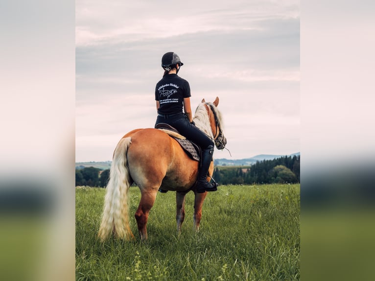 Haflinger / Avelignese Giumenta 5 Anni 148 cm Sauro in Iggingen