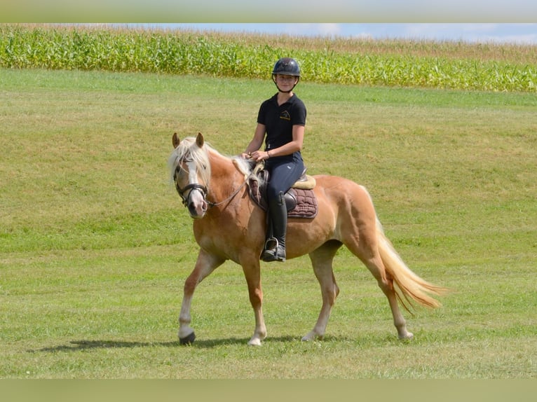 Haflinger / Avelignese Giumenta 5 Anni 148 cm Sauro in Iggingen