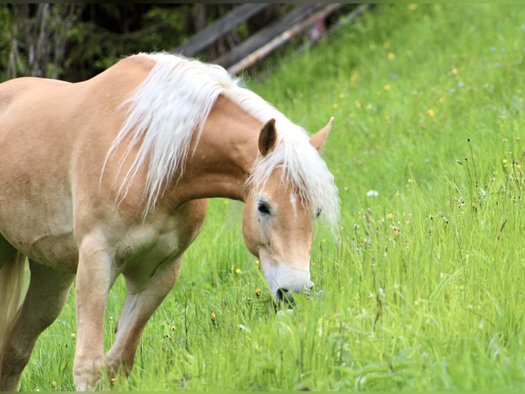 Haflinger / Avelignese Giumenta 5 Anni 150 cm Sauro in Jerzens