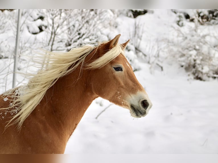 Haflinger / Avelignese Giumenta 5 Anni 150 cm Sauro in Jerzens