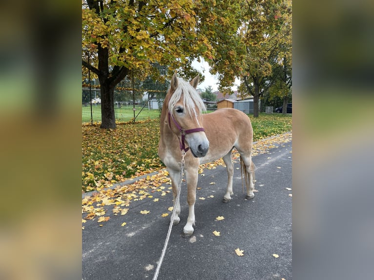 Haflinger / Avelignese Giumenta 5 Anni 150 cm Sauro in Külsheim