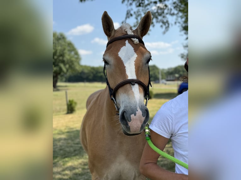 Haflinger / Avelignese Giumenta 5 Anni 151 cm Sauro scuro in Tuhaň