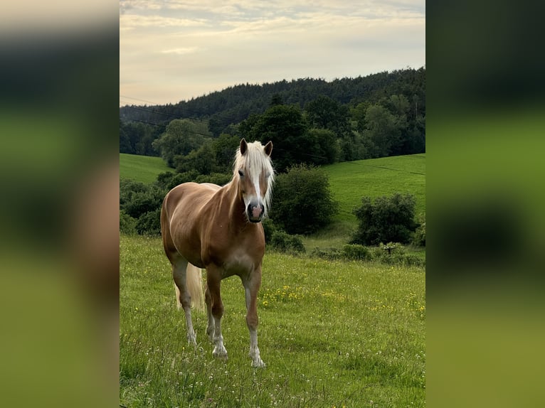 Haflinger / Avelignese Giumenta 5 Anni 151 cm Sauro scuro in Tuhaň