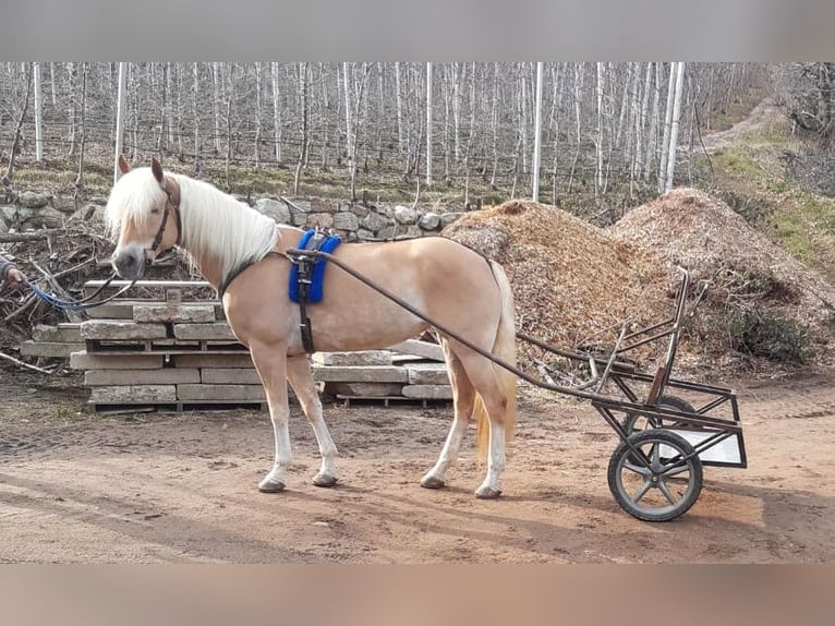 Haflinger / Avelignese Giumenta 5 Anni 152 cm Sauro in Bozen/S&#xFC;dtirol