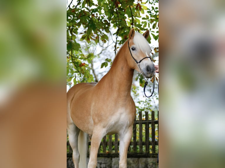 Haflinger / Avelignese Giumenta 5 Anni 152 cm Sauro in Leutershausen