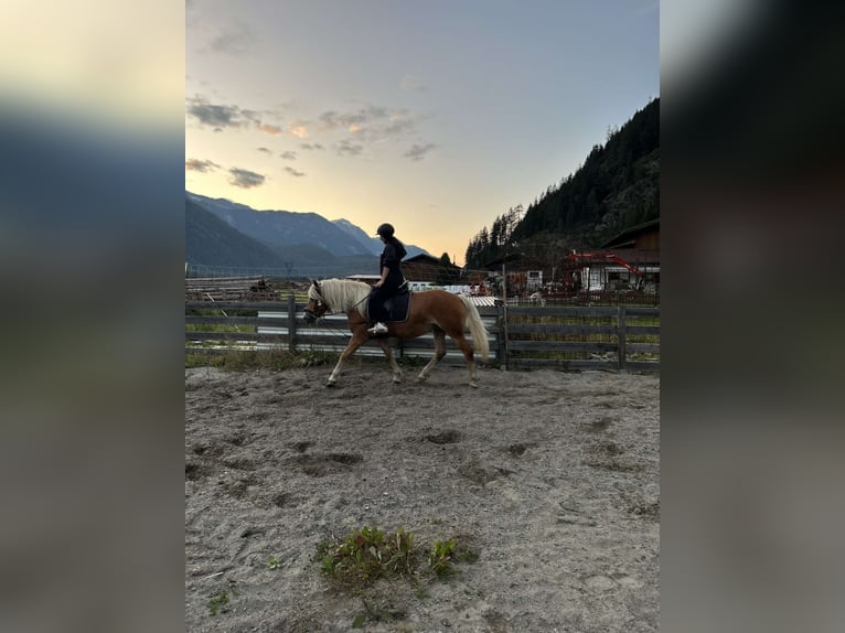 Haflinger / Avelignese Giumenta 5 Anni 152 cm Sauro in L&#xE4;ngenfeld