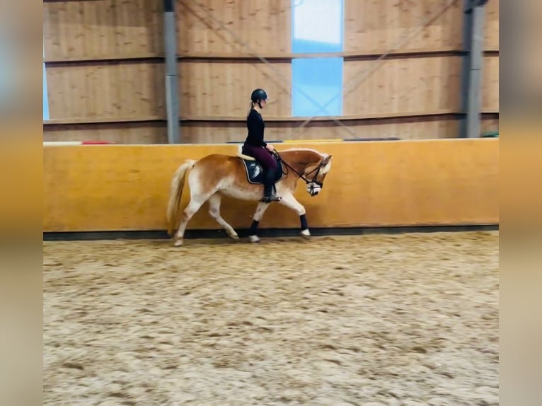 Haflinger / Avelignese Giumenta 5 Anni 153 cm Falbo in Diemelsee