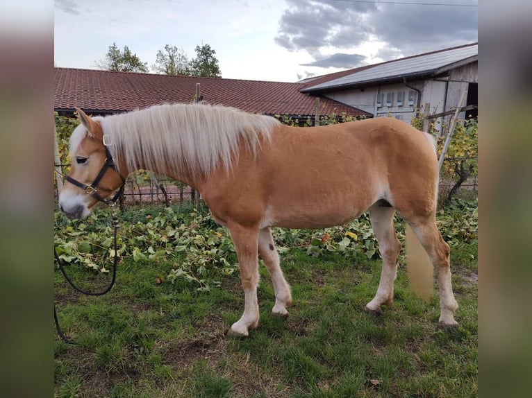 Haflinger / Avelignese Giumenta 5 Anni 157 cm Sauro in Eppan