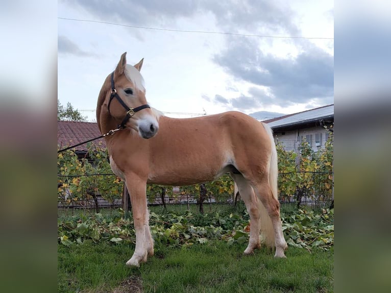 Haflinger / Avelignese Giumenta 5 Anni 157 cm Sauro in Eppan