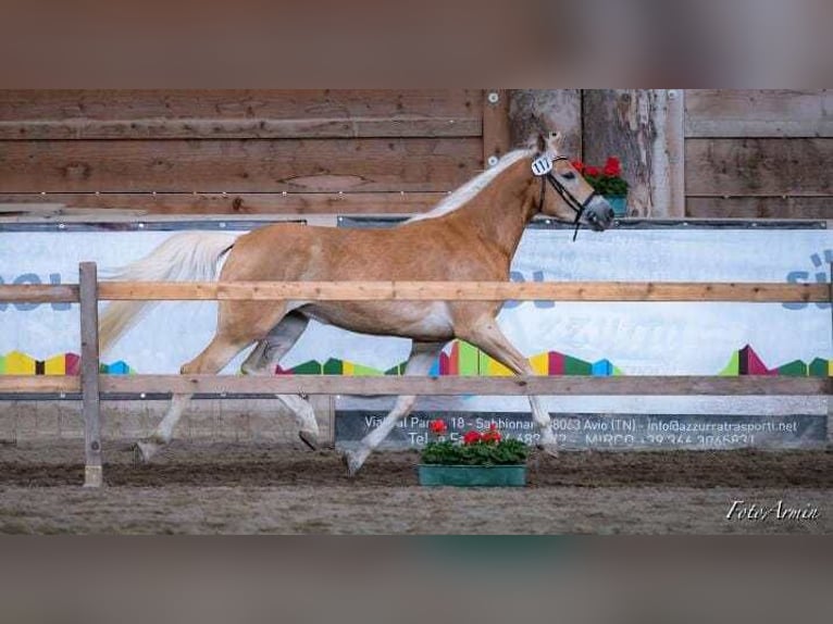 Haflinger / Avelignese Giumenta 5 Anni 157 cm Sauro in Eppan