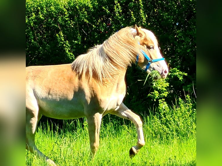 Haflinger / Avelignese Mix Giumenta 5 Anni 158 cm Sauro in Bad Emstal