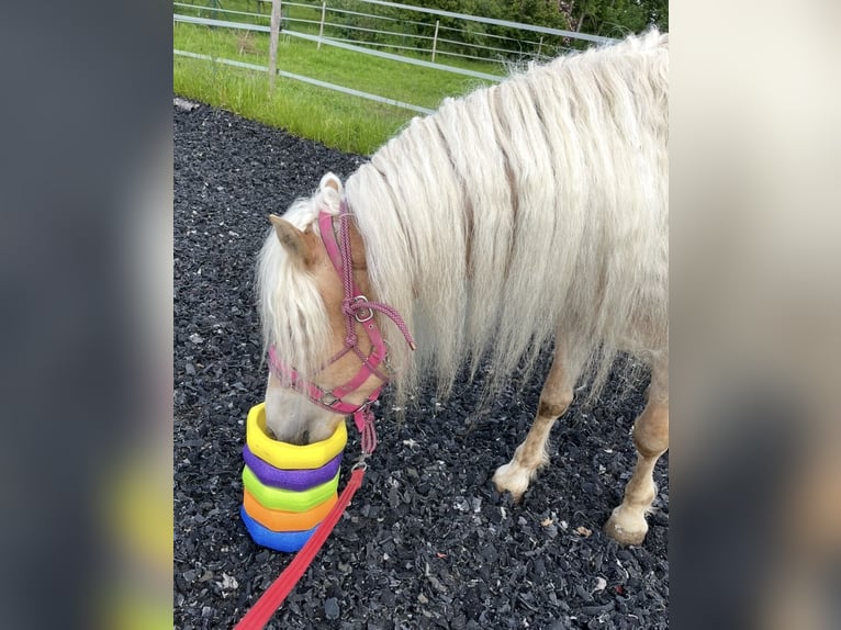 Haflinger / Avelignese Giumenta 6 Anni 150 cm in HocheckUngenach