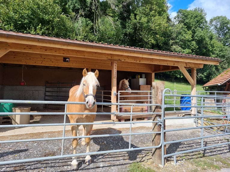 Haflinger / Avelignese Giumenta 6 Anni 150 cm in Burgistein