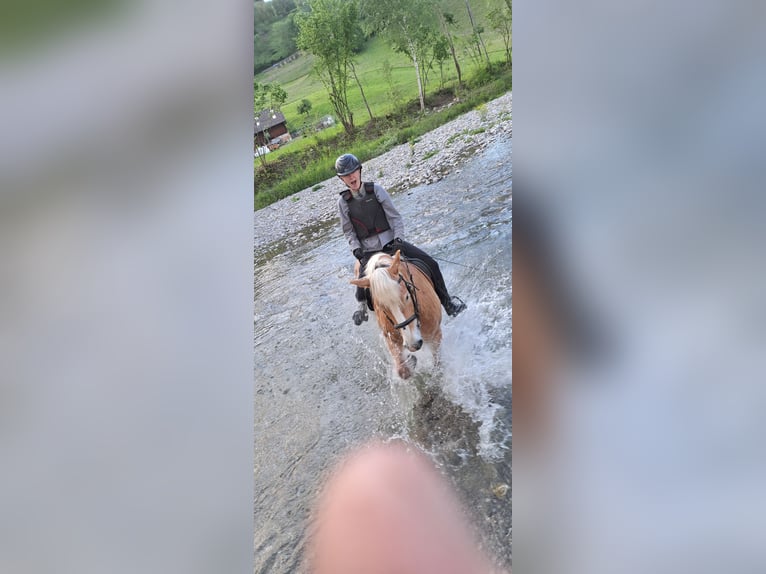 Haflinger / Avelignese Giumenta 6 Anni 150 cm in Burgistein